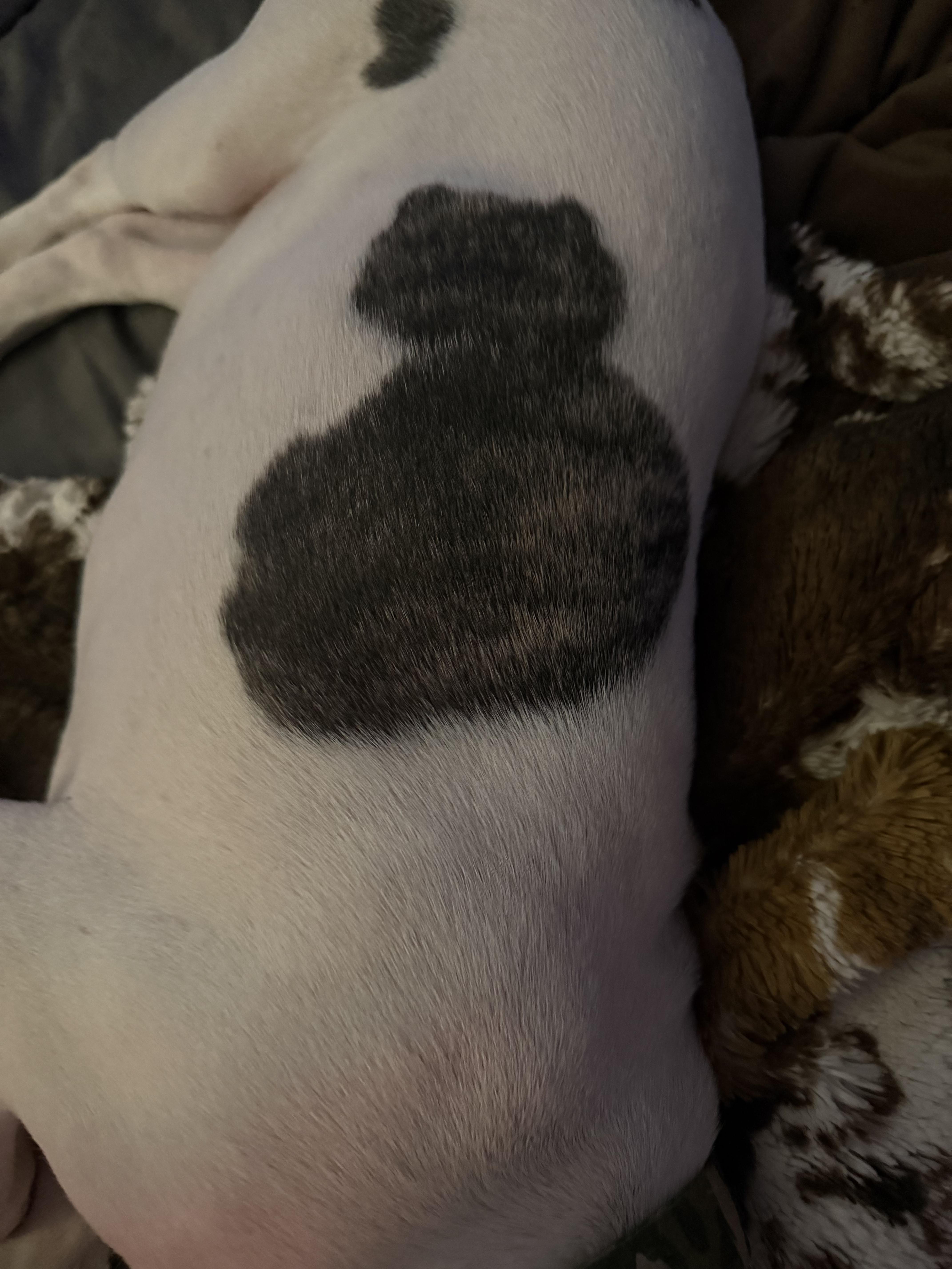 Enlarge Roxie, a Adopted mixed breed in Burleson, TX image 4/4