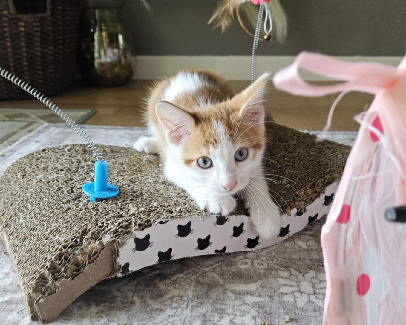 Frank, Adoptable, Kitten Male Domestic Medium Hair.