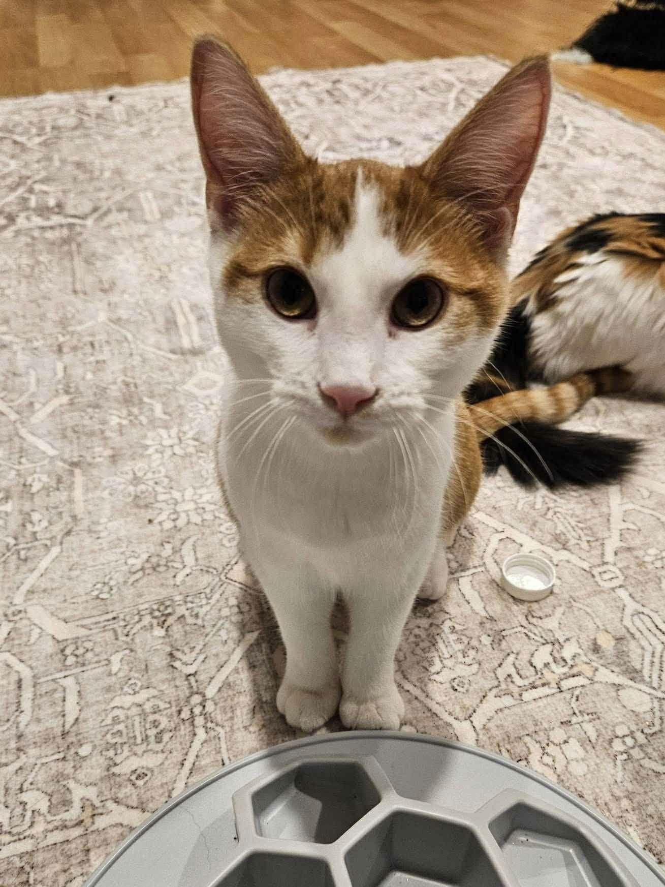 Enlarge Frank, a Adoptable Domestic Medium Hair in Crystal, MN image 1/3