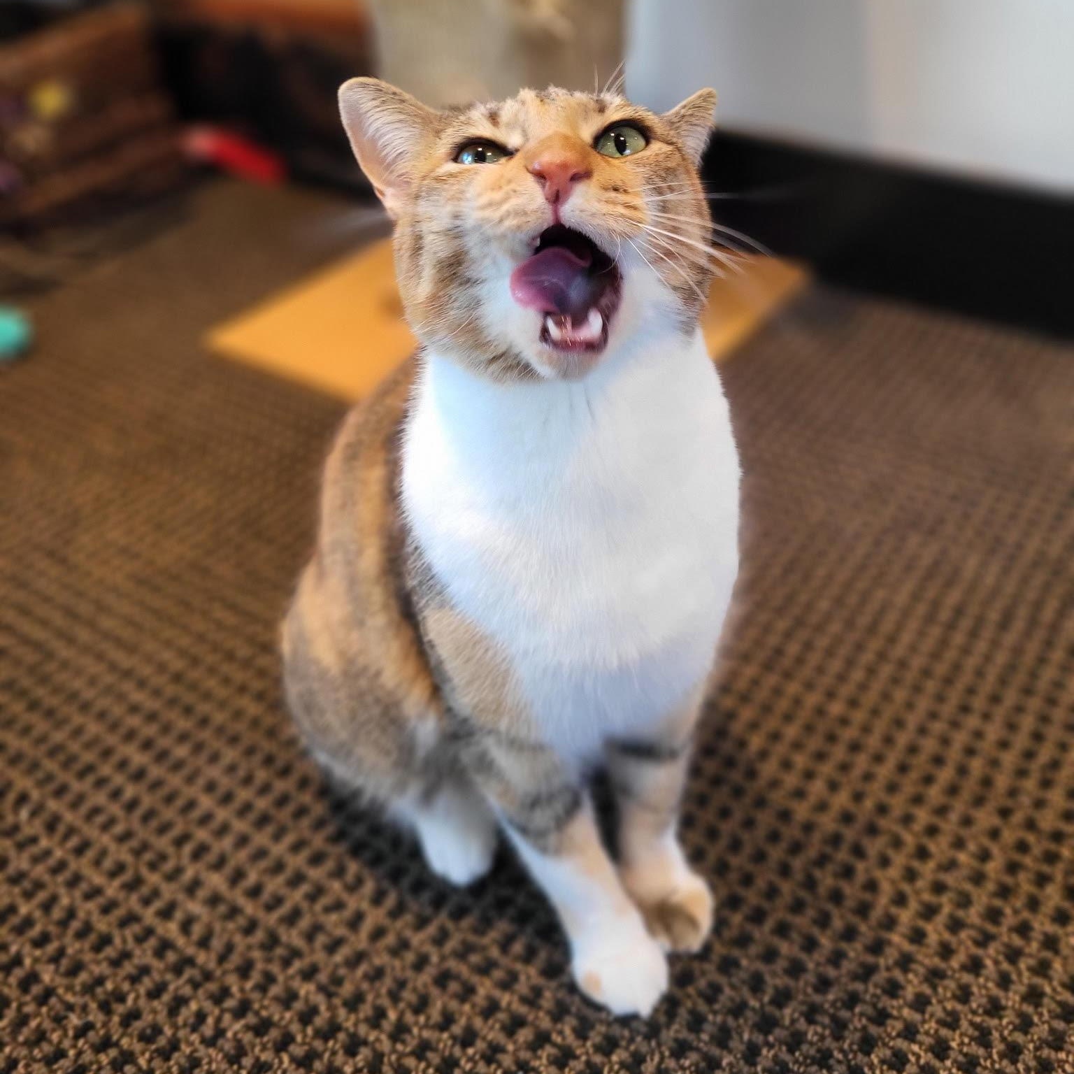 Estrella, Adoptable, Adult Female American Shorthair.