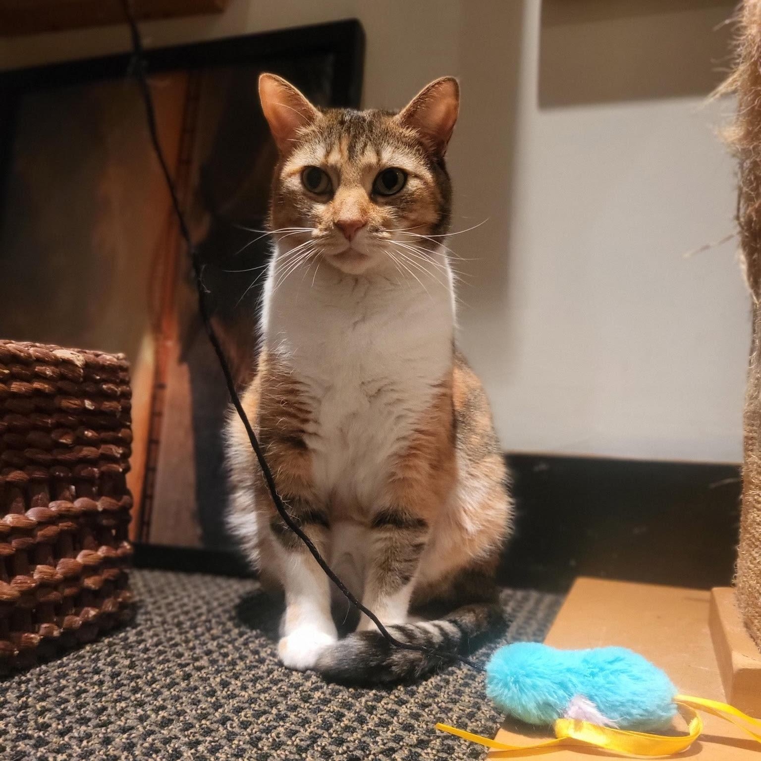 Enlarge Estrella, a Adoptable American Shorthair in Montclair, NJ image 2/3