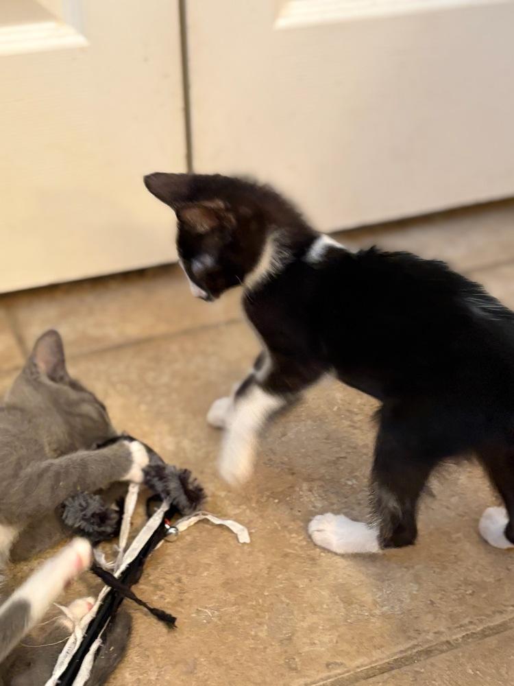 Enlarge Candy, a Adoptable Domestic Short Hair in Green Valley, AZ image 2/5
