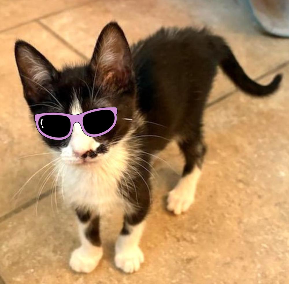 Enlarge Candy, a Adoptable Domestic Short Hair in Green Valley, AZ image 3/5