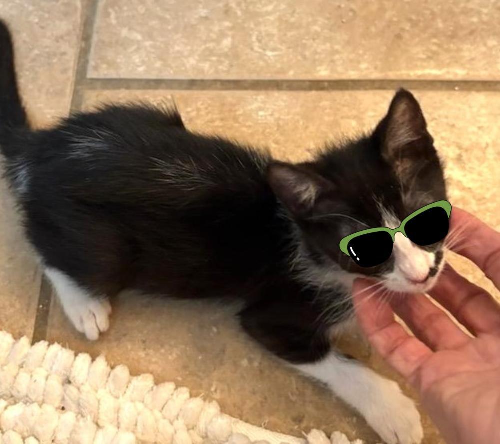 Enlarge Candy, a Adoptable Domestic Short Hair in Green Valley, AZ image 4/5
