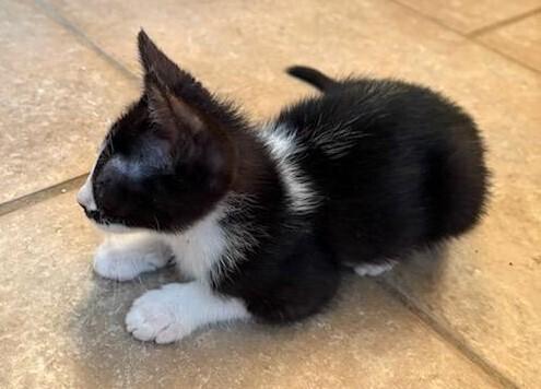 Enlarge Candy, a Adoptable Domestic Short Hair in Green Valley, AZ image 5/5