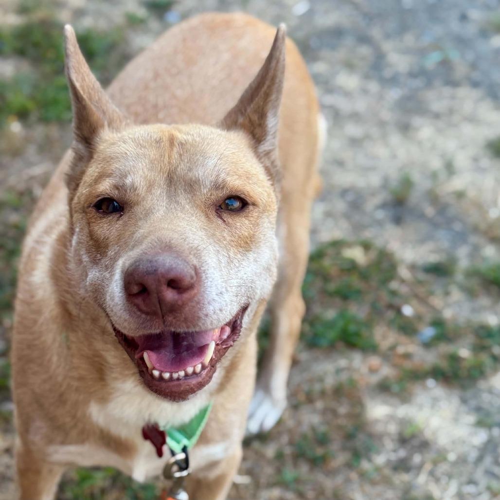 Nia, Adoptable, Adult Female Pit Bull Terrier & Husky.
