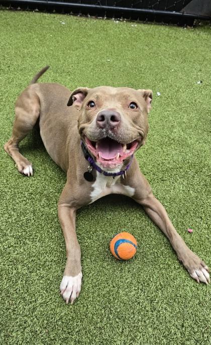 Tatlo, Adoptable, Adult Female Pit Bull Terrier & Mixed Breed.