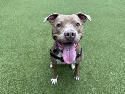 Enlarge Tatlo, a Adoptable mixed breed in Bellevue, WA image 2/3