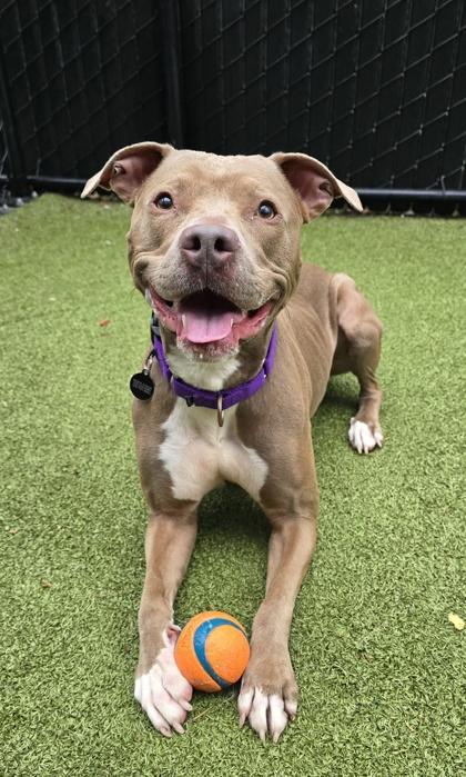 Enlarge Tatlo, a Adoptable mixed breed in Bellevue, WA image 3/3