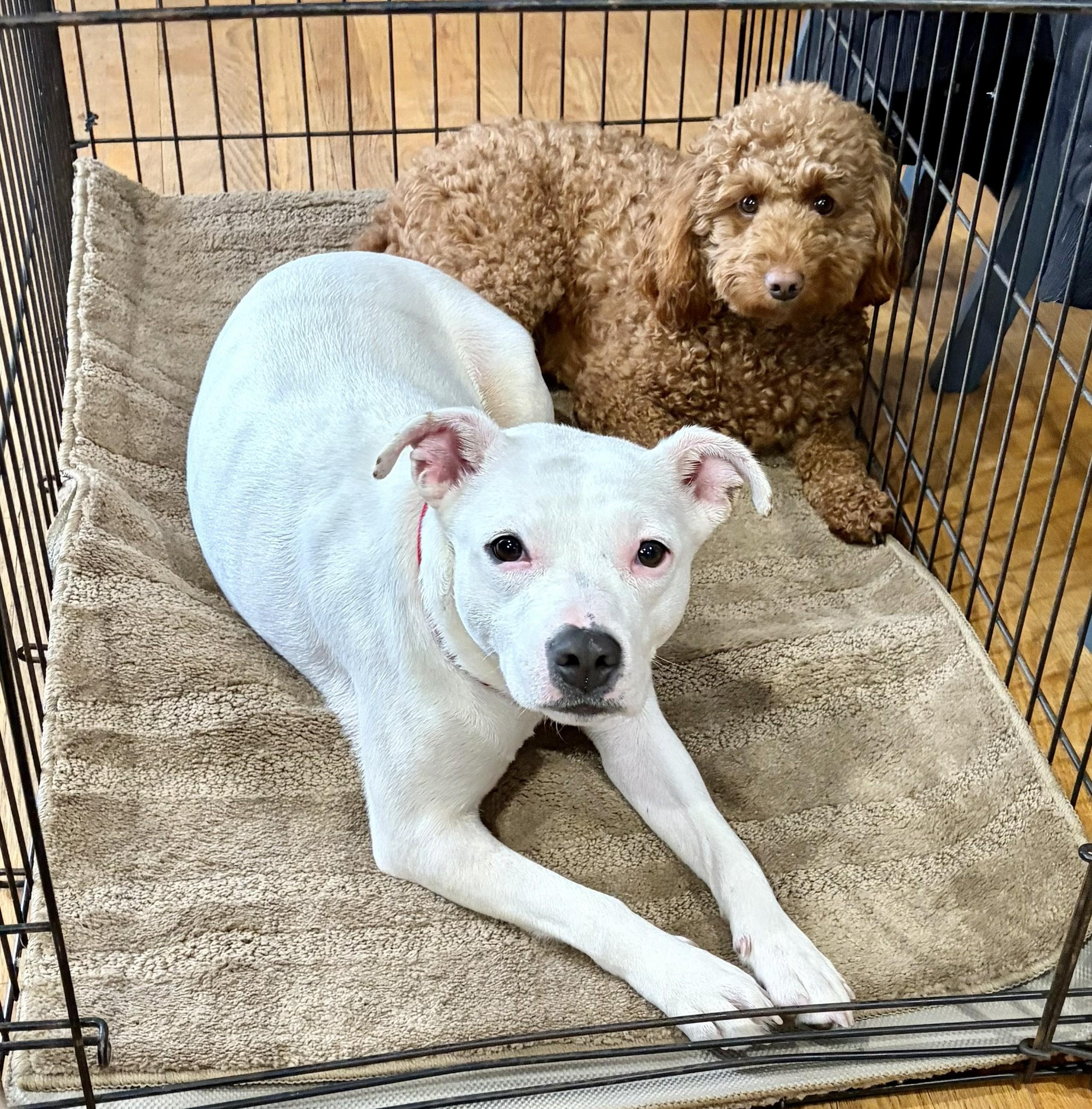 Cheyanne, a Adoptable mixed breed in Albany, NY image 2/6