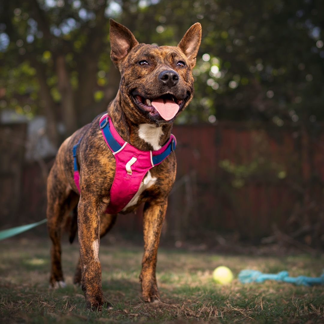 Morgan, a Adopted mixed breed in Asheville, NC image 4/7
