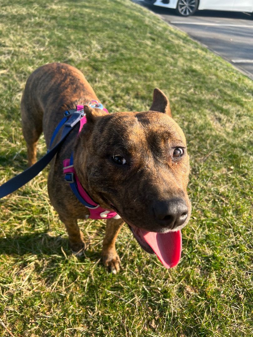 Morgan, a Adopted mixed breed in Asheville, NC image 5/7