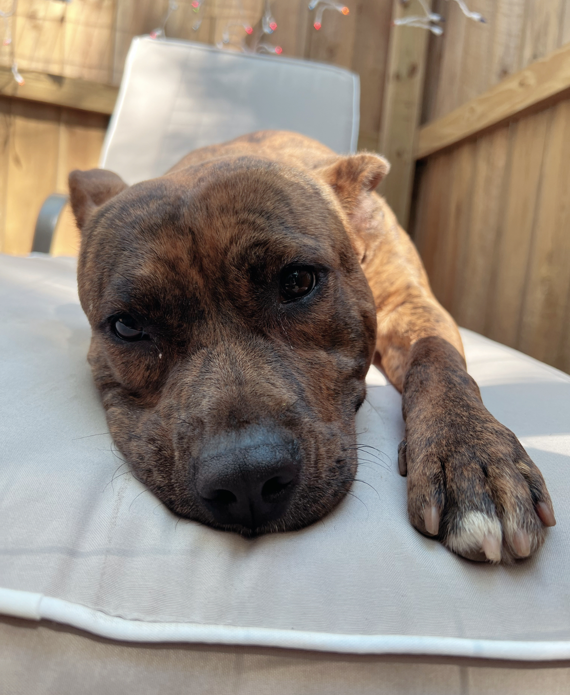 Morgan, a Adopted mixed breed in Asheville, NC image 1/7