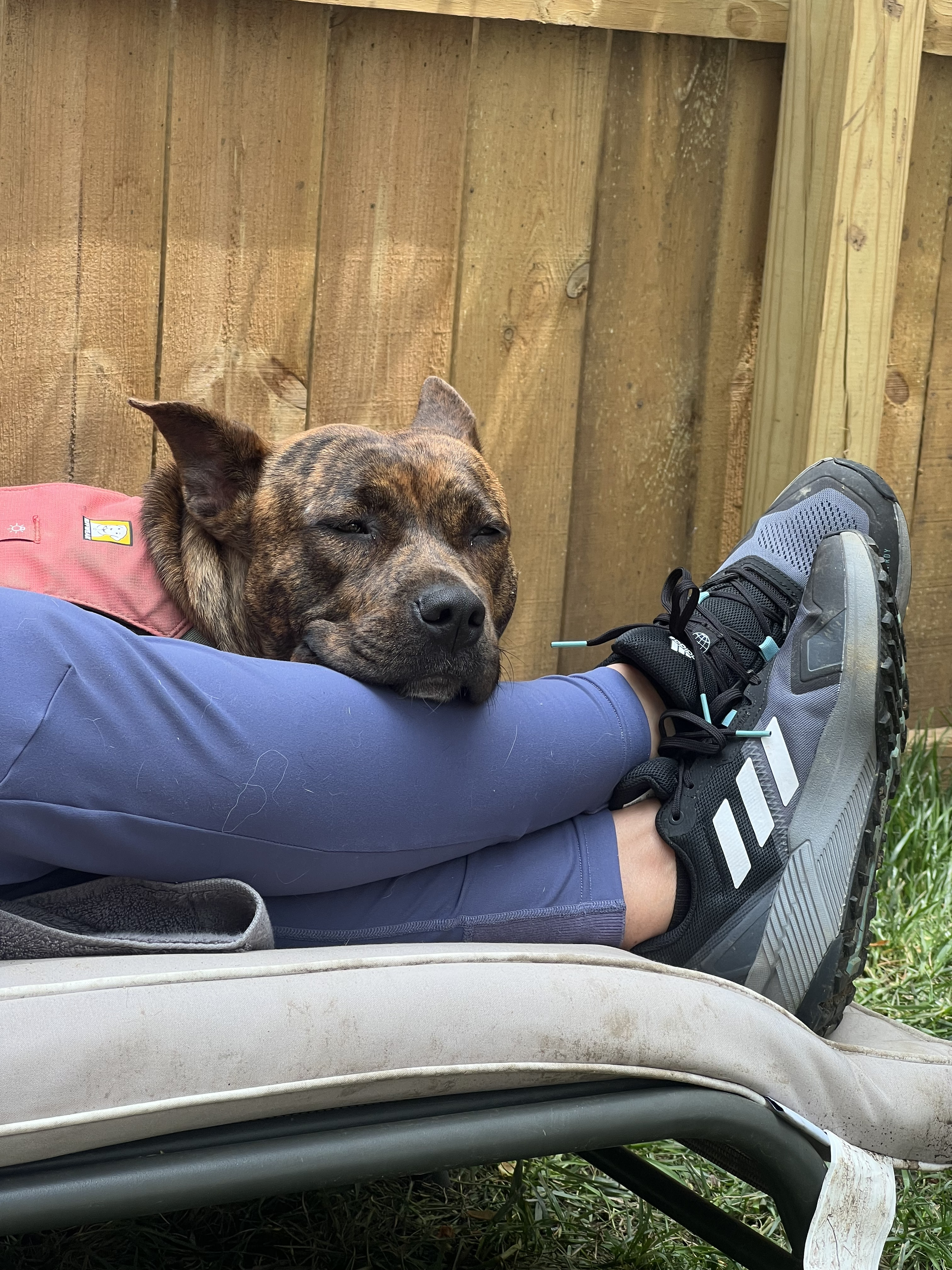 Morgan, a Adopted mixed breed in Asheville, NC image 6/7