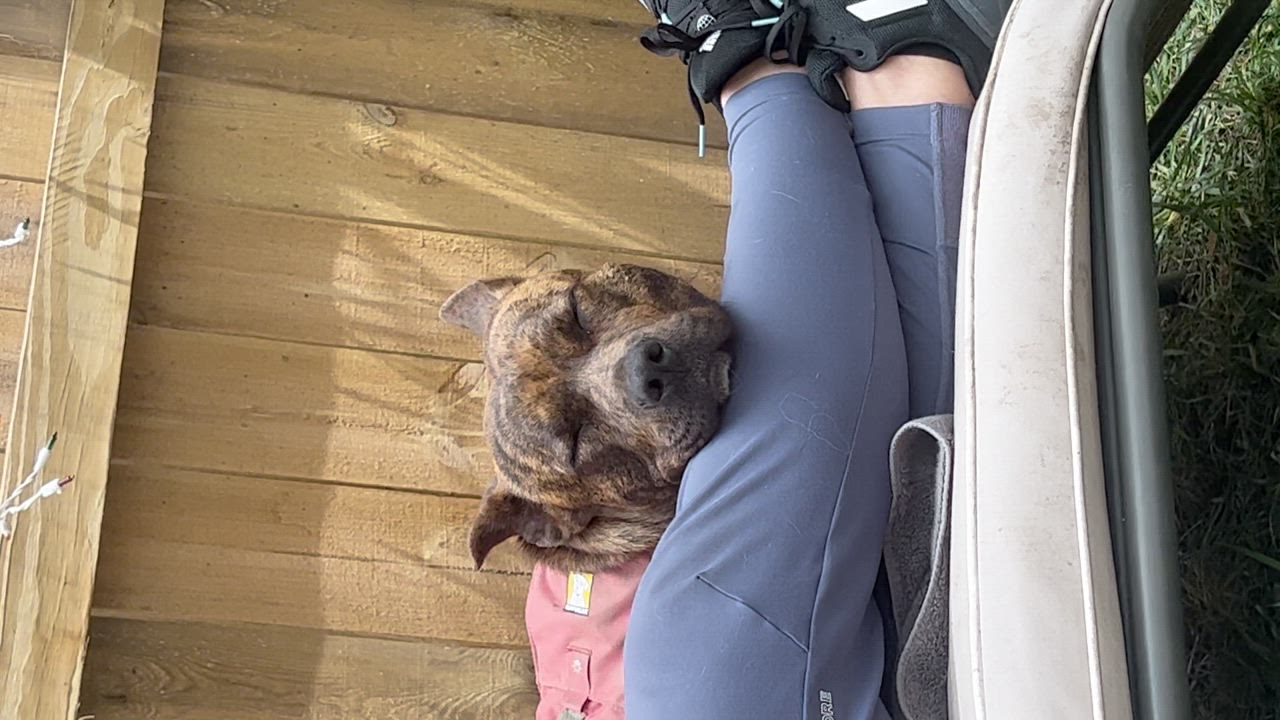 Enlarge Morgan, a Adopted mixed breed in Asheville, NC video 7/7