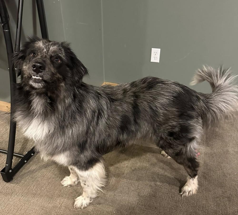 1089 Bodhi PKA Benny, a Adoptable Australian Shepherd in Stanwood, MI image 2/6