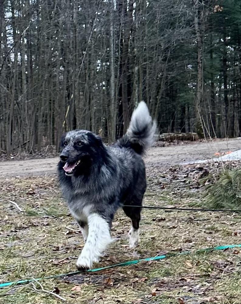 1089 Bodhi PKA Benny, a Adoptable Australian Shepherd in Stanwood, MI image 3/6