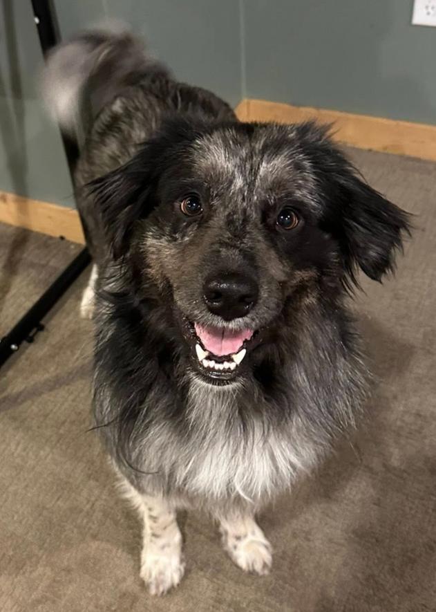 1089 Bodhi PKA Benny, a Adoptable Australian Shepherd in Stanwood, MI image 1/6