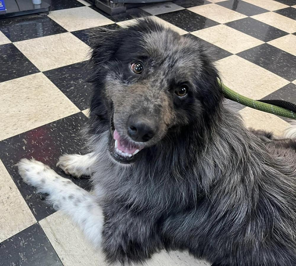 1089 Bodhi PKA Benny, a Adoptable Australian Shepherd in Stanwood, MI image 4/6
