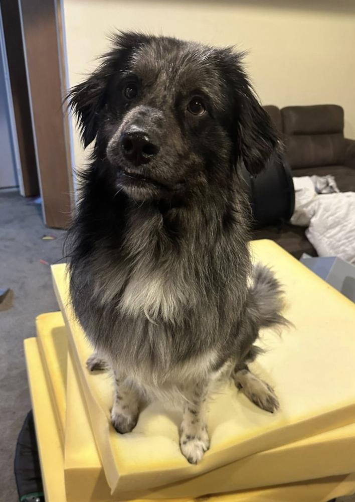 1089 Bodhi PKA Benny, a Adoptable Australian Shepherd in Stanwood, MI image 5/6