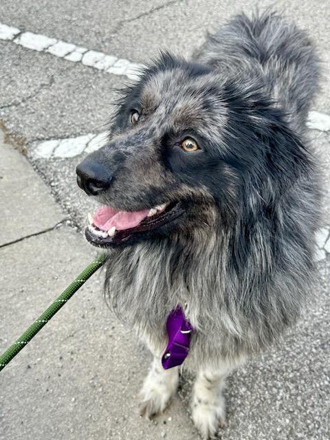 1089 Bodhi PKA Benny, a Adoptable Australian Shepherd in Stanwood, MI image 6/6
