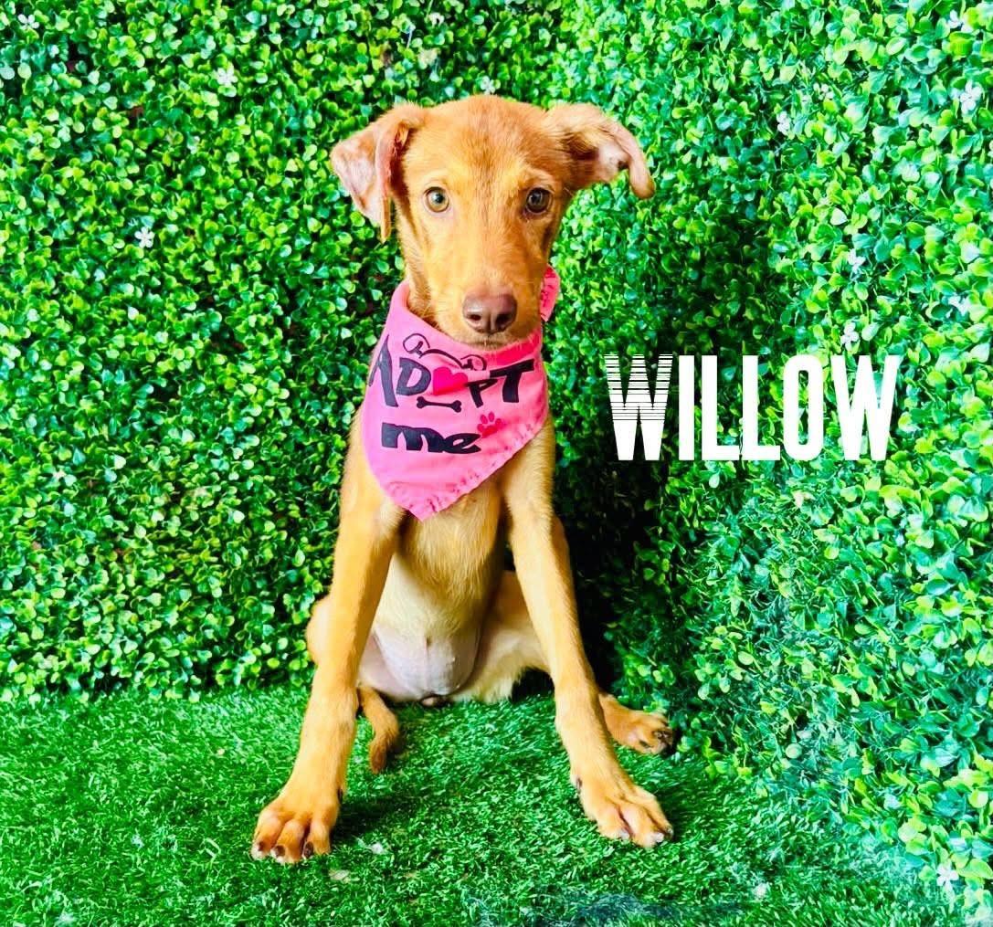 WILLOW, Adoptable, Puppy Female Weimaraner.