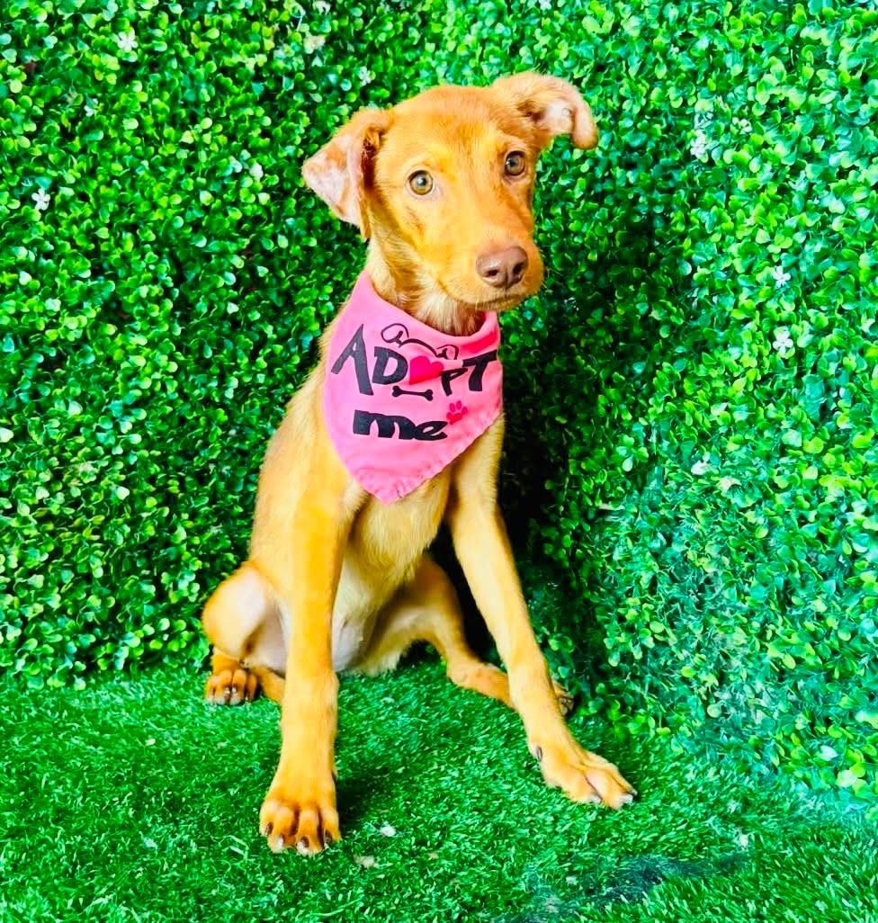 Enlarge WILLOW, a Adoptable mixed breed in Langley, BC image 2/3