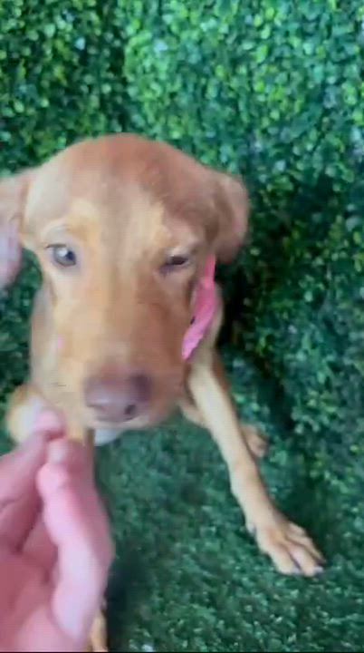 Enlarge WILLOW, a Adoptable mixed breed in Langley, BC video 3/3