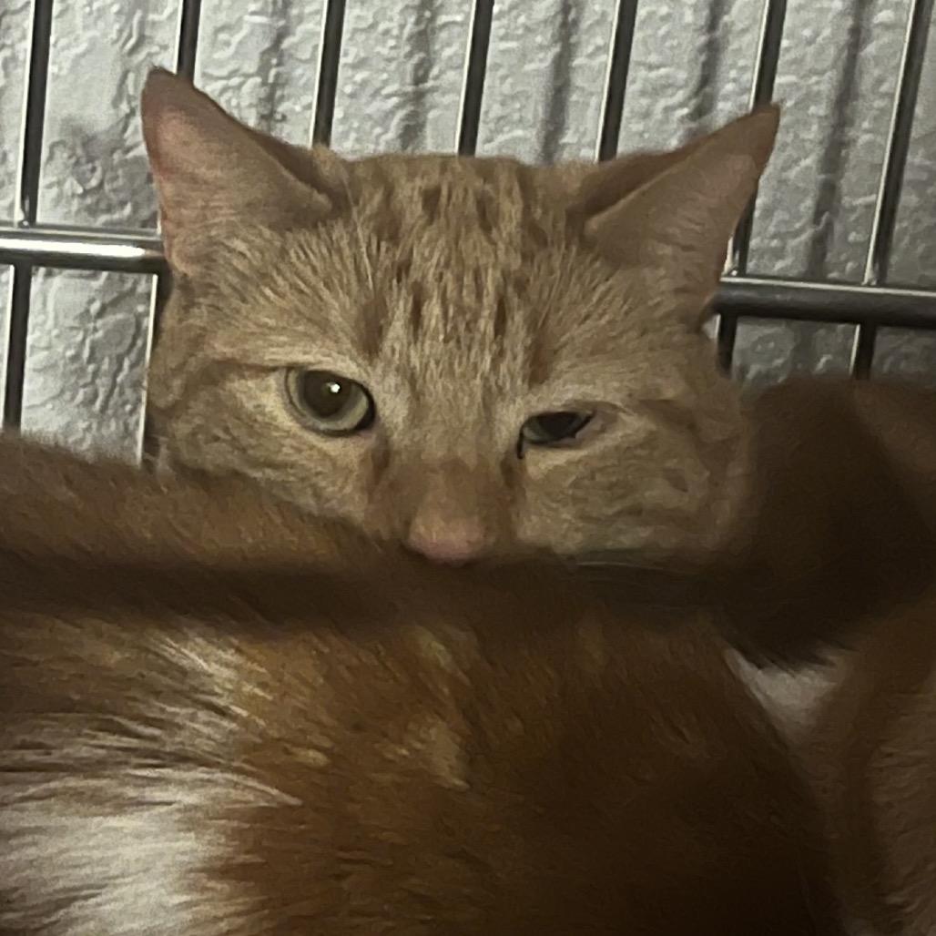 Enlarge Robert, a ADOPTABLE Domestic Short Hair in Nampa, ID image 1/1