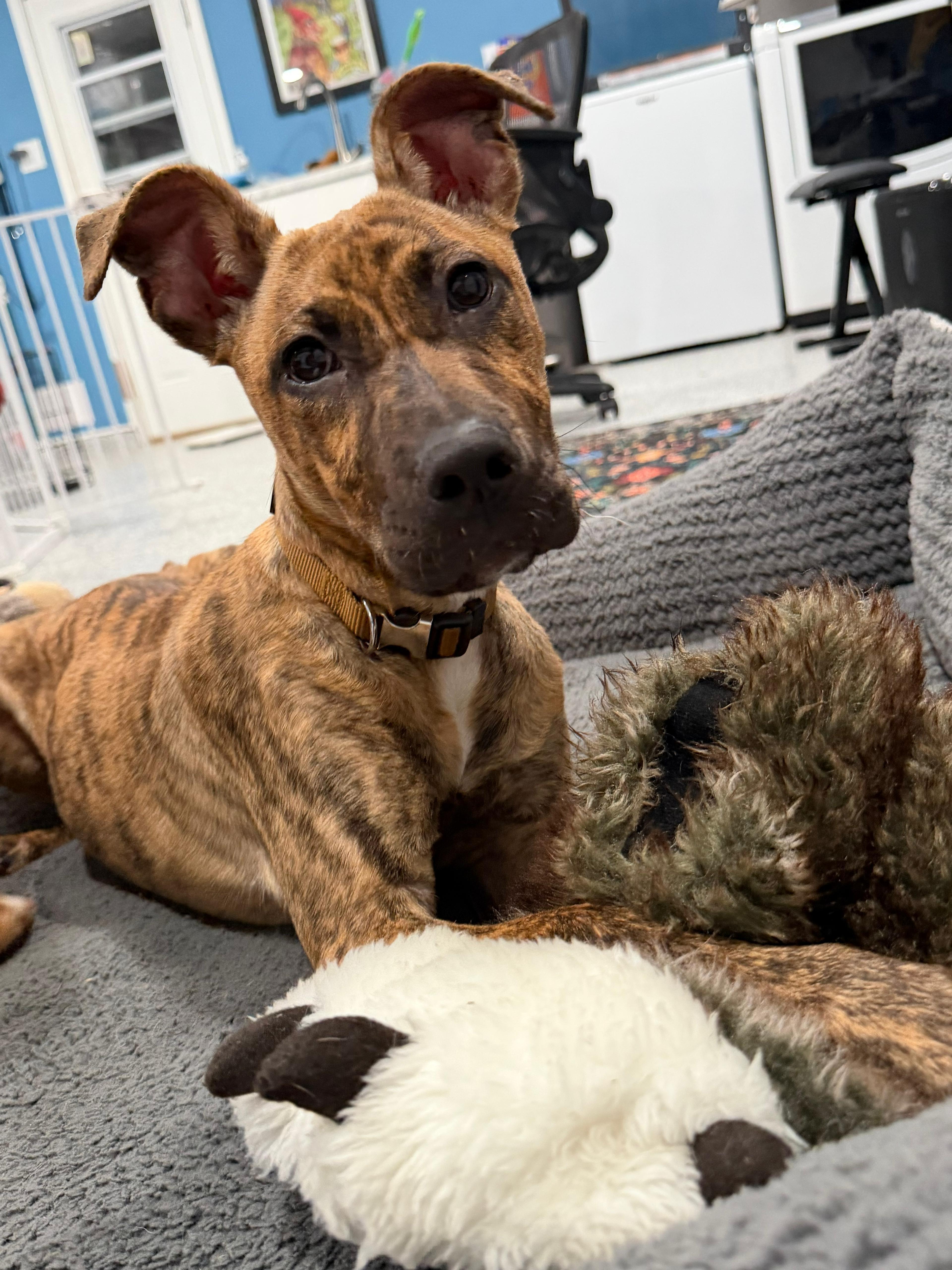 Tiger, a ADOPTABLE Pit Bull Terrier image 1/3