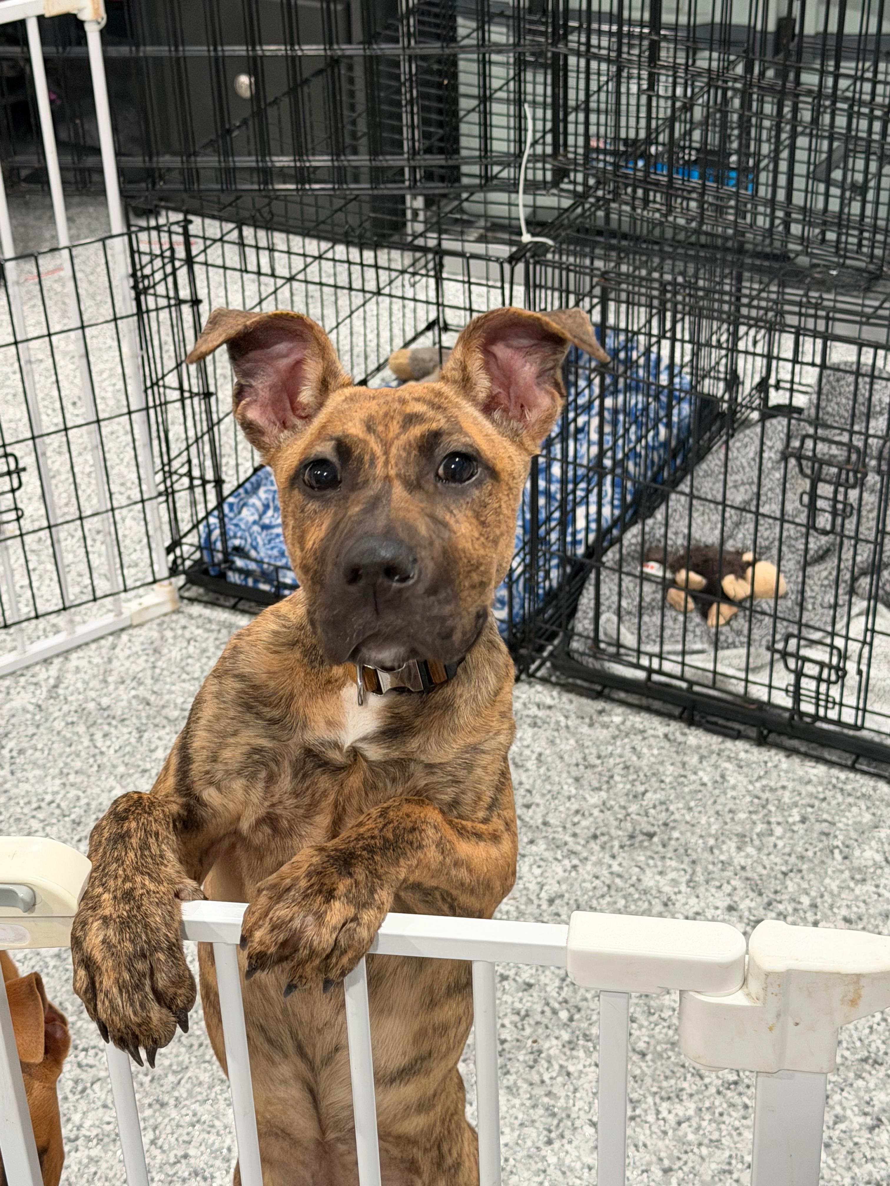 Tiger, a ADOPTABLE Pit Bull Terrier image 2/3