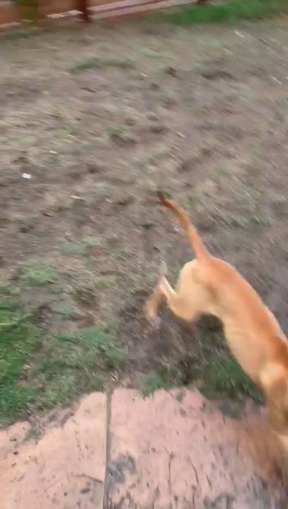 Enlarge Tiger, a ADOPTABLE Pit Bull Terrier video 3/3