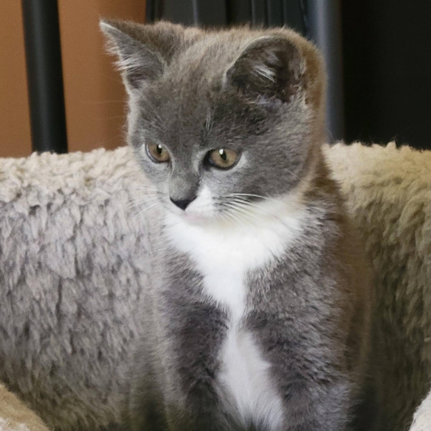 Dusti, an adopted mixed breed in East Amherst, NY image 4/6