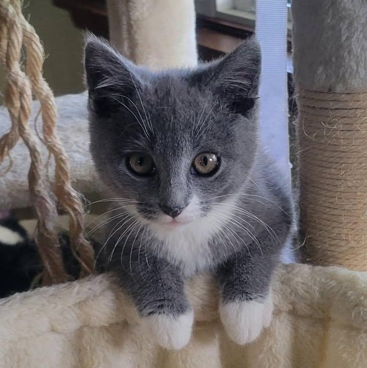 Dusti, adopted, Kitten Female Tuxedo & Domestic Short Hair.