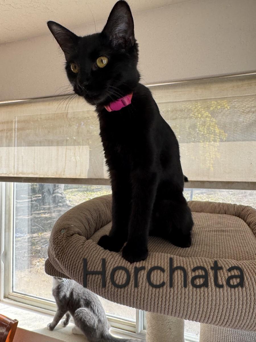 Horchata, Adoptable, Young Male Domestic Short Hair.