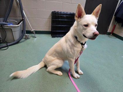 Stetson Kevin, a ADOPTABLE mixed breed in Williamsport, PA image 2/2