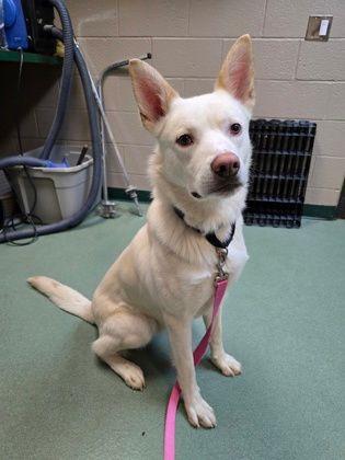 Stetson Kevin, ADOPTABLE, Adult Male German Shepherd Dog & Husky.