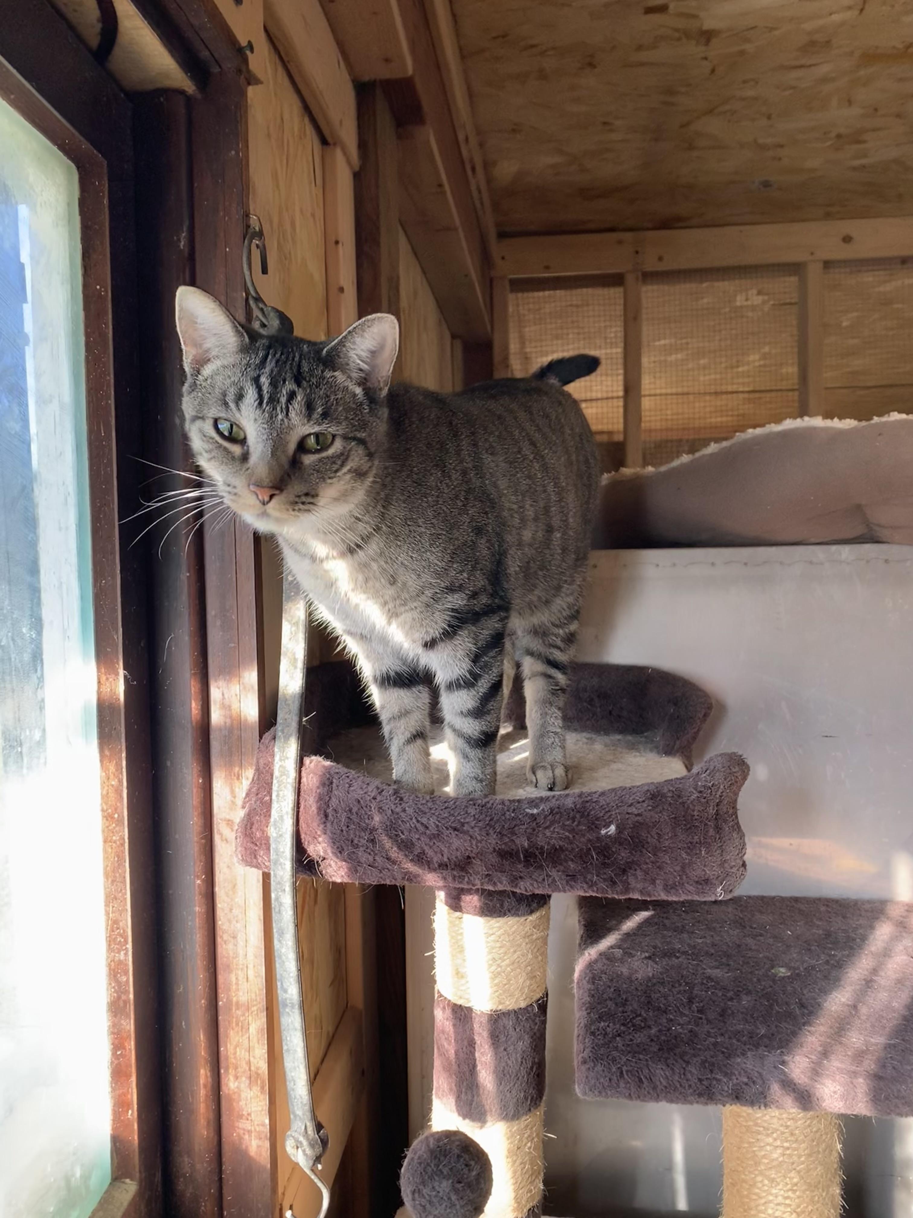 Poppy, Adoptable, Adult Female Domestic Short Hair.