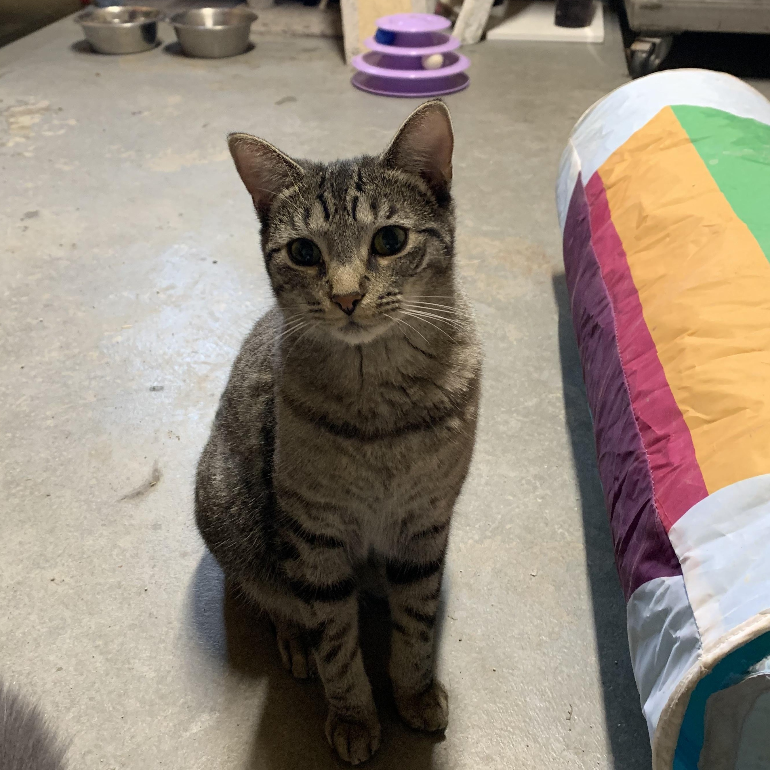 Enlarge Poppy, a Adoptable Domestic Short Hair in Ludington, MI image 2/4