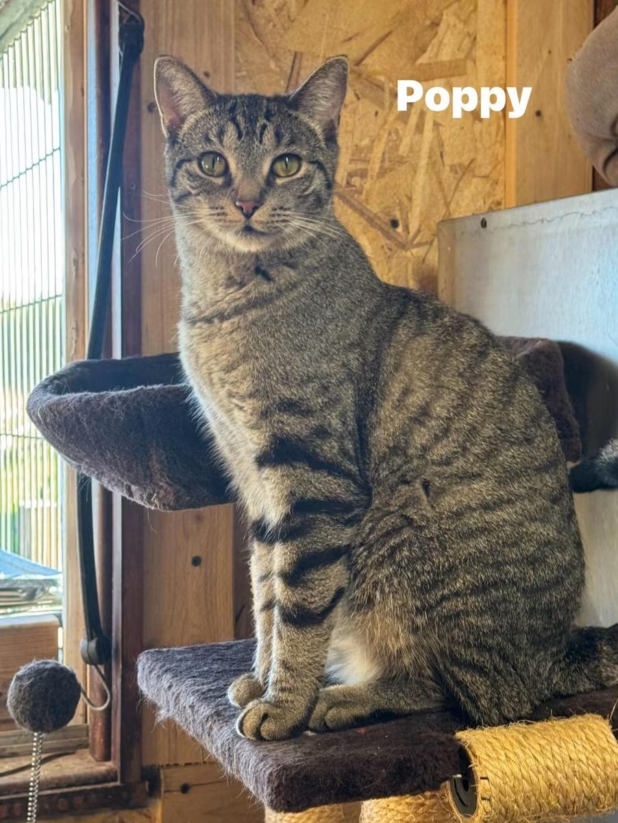 Enlarge Poppy, a Adoptable Domestic Short Hair in Ludington, MI image 4/4