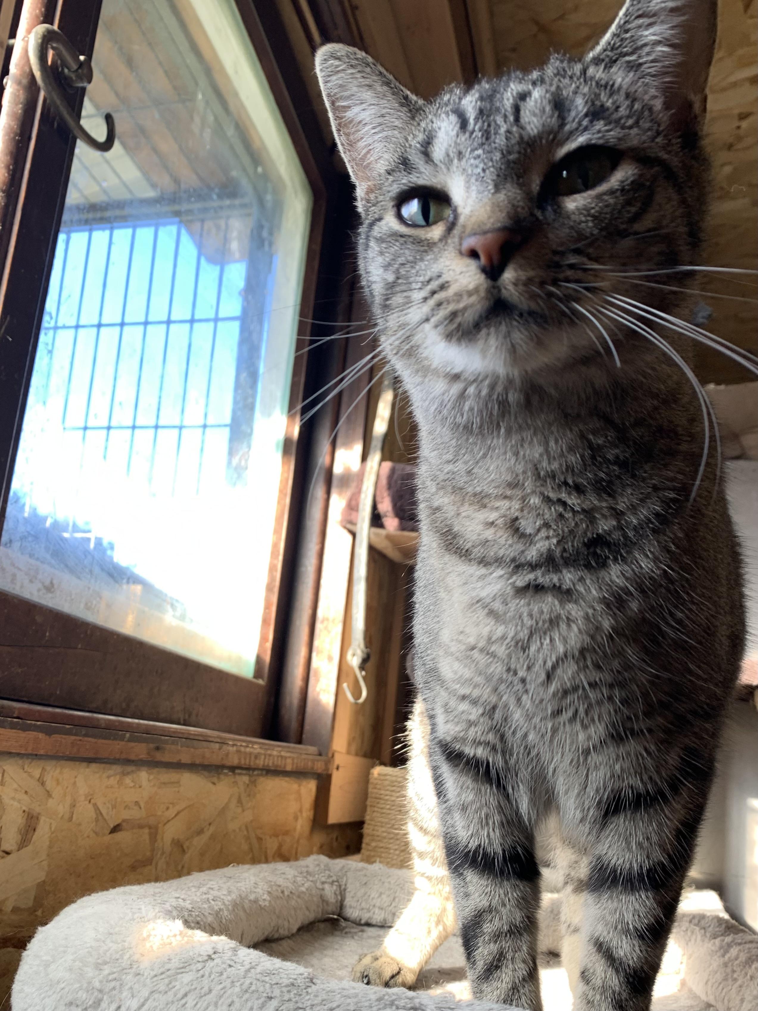Enlarge Poppy, a Adoptable Domestic Short Hair in Ludington, MI image 3/4