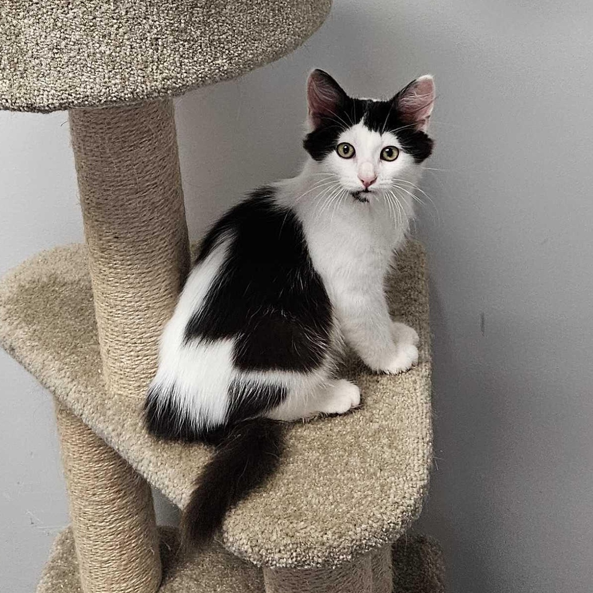 Enlarge Rainier, a Adopted Domestic Short Hair in North Haven, CT image 2/3