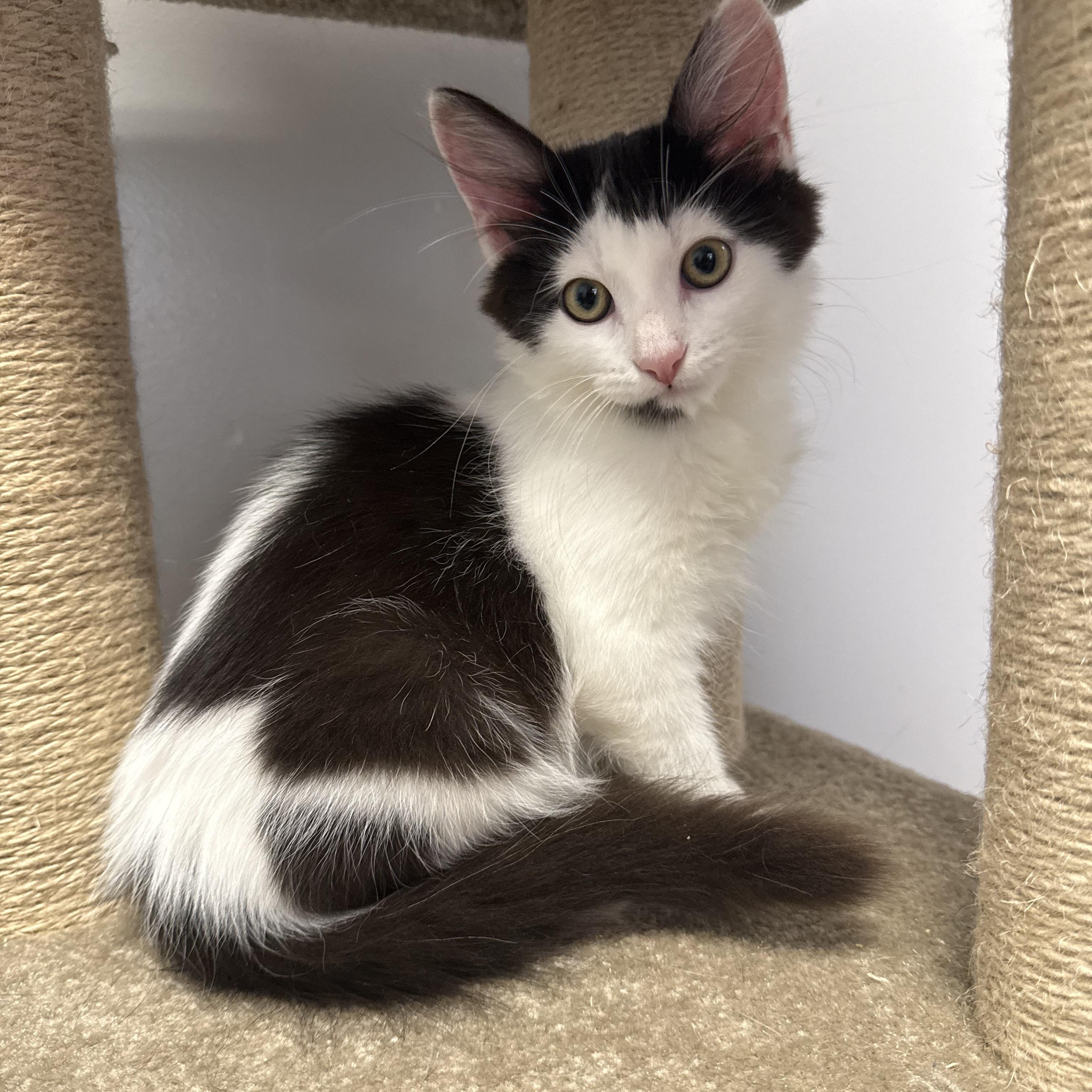 Enlarge Rainier, a Adopted Domestic Short Hair in North Haven, CT image 1/3