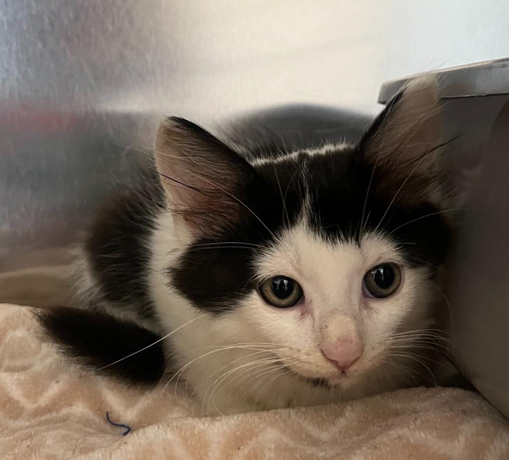 Enlarge Rainier, a Adopted Domestic Short Hair in North Haven, CT image 3/3