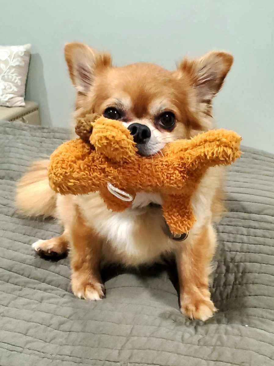 Mochi, an adopted Chihuahua in Blair, NE image 1/2