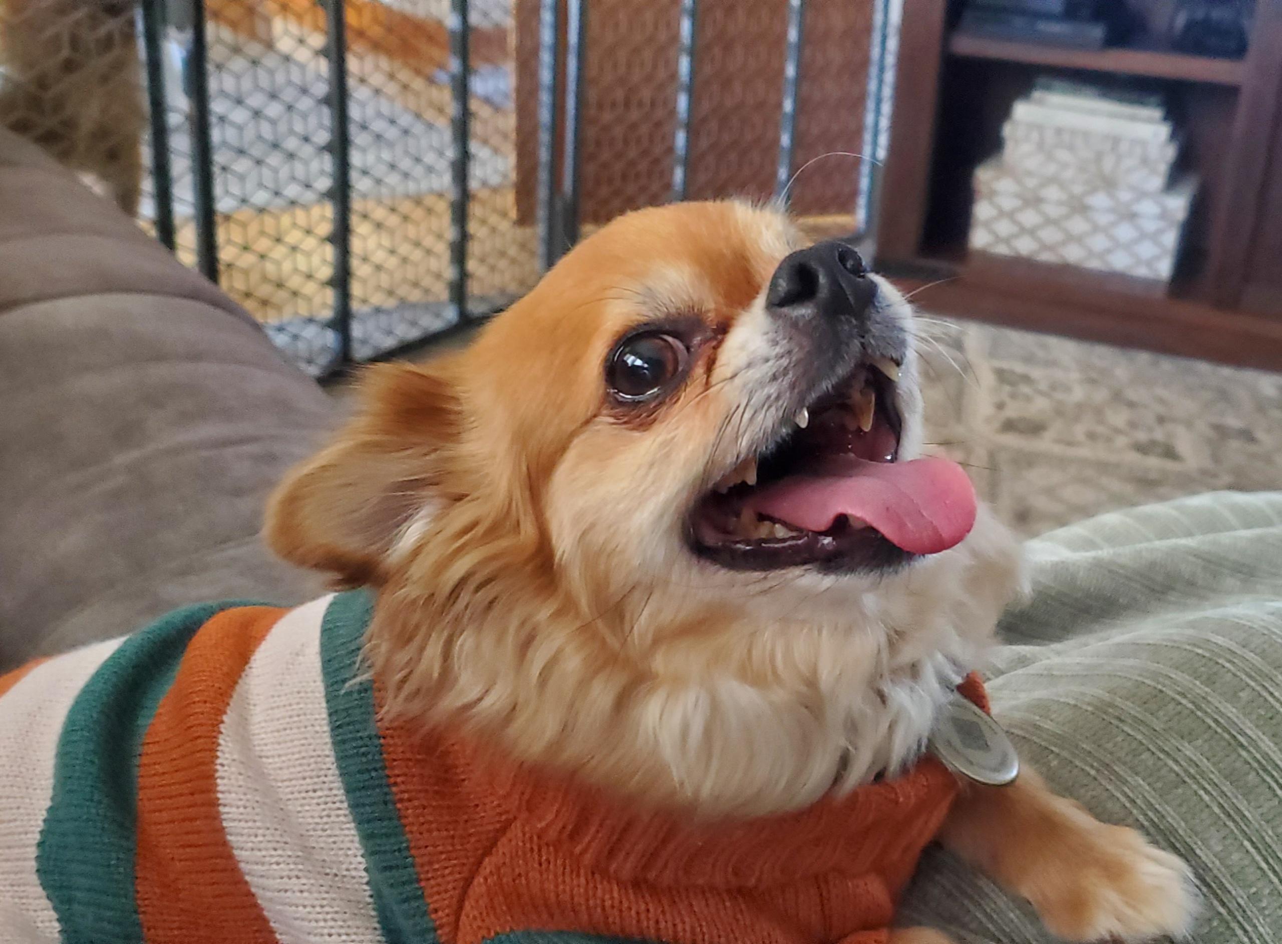 Mochi, an adopted Chihuahua in Blair, NE image 2/2