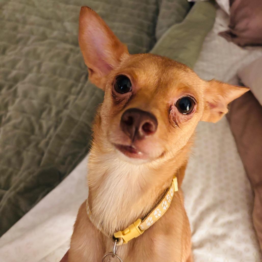 Catesby, Adoptable, Adult Female Chihuahua.