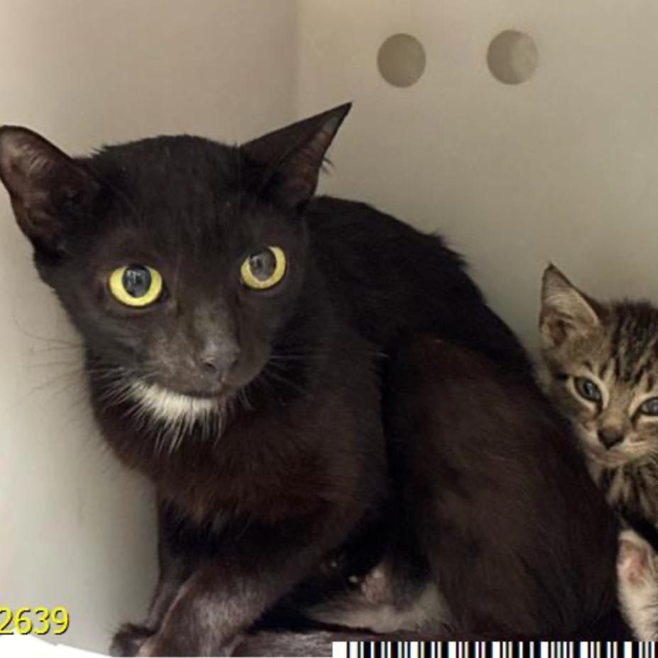 Enlarge Fiji, a Adoptable Domestic Short Hair in Juno Beach, FL image 1/2