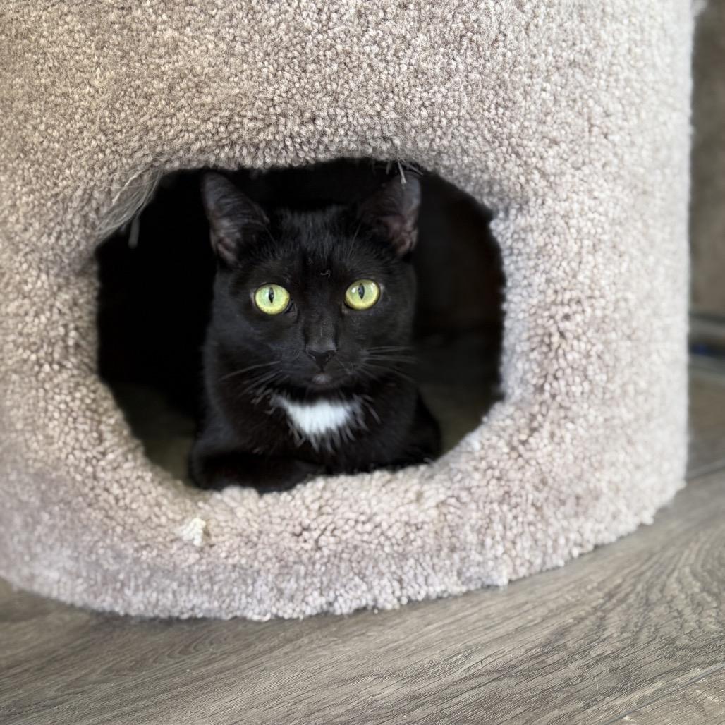 Enlarge Fiji, a Adoptable Domestic Short Hair in Juno Beach, FL image 2/2