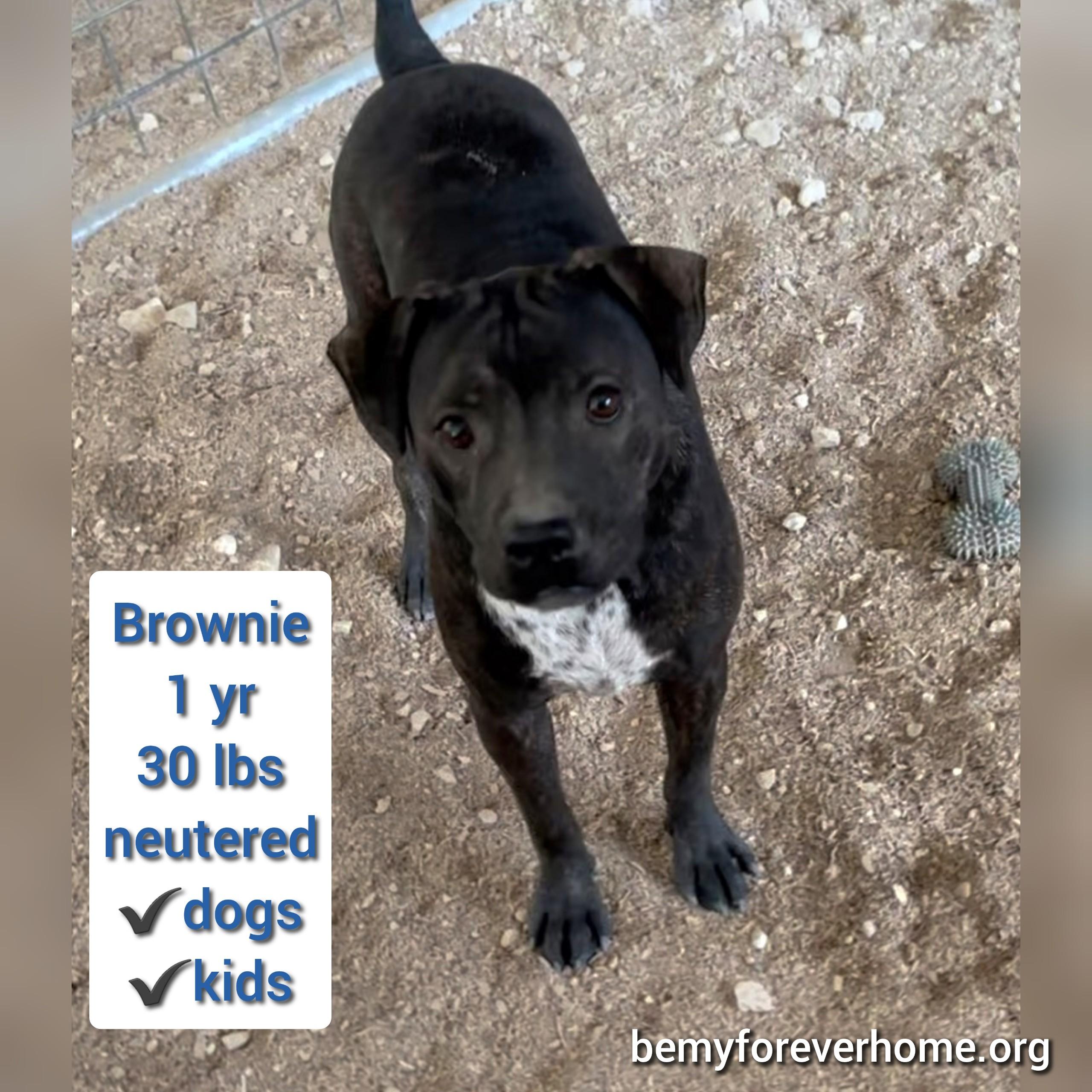 Enlarge Brownie, a Adoptable Cattle Dog in Plano, TX image 1/1